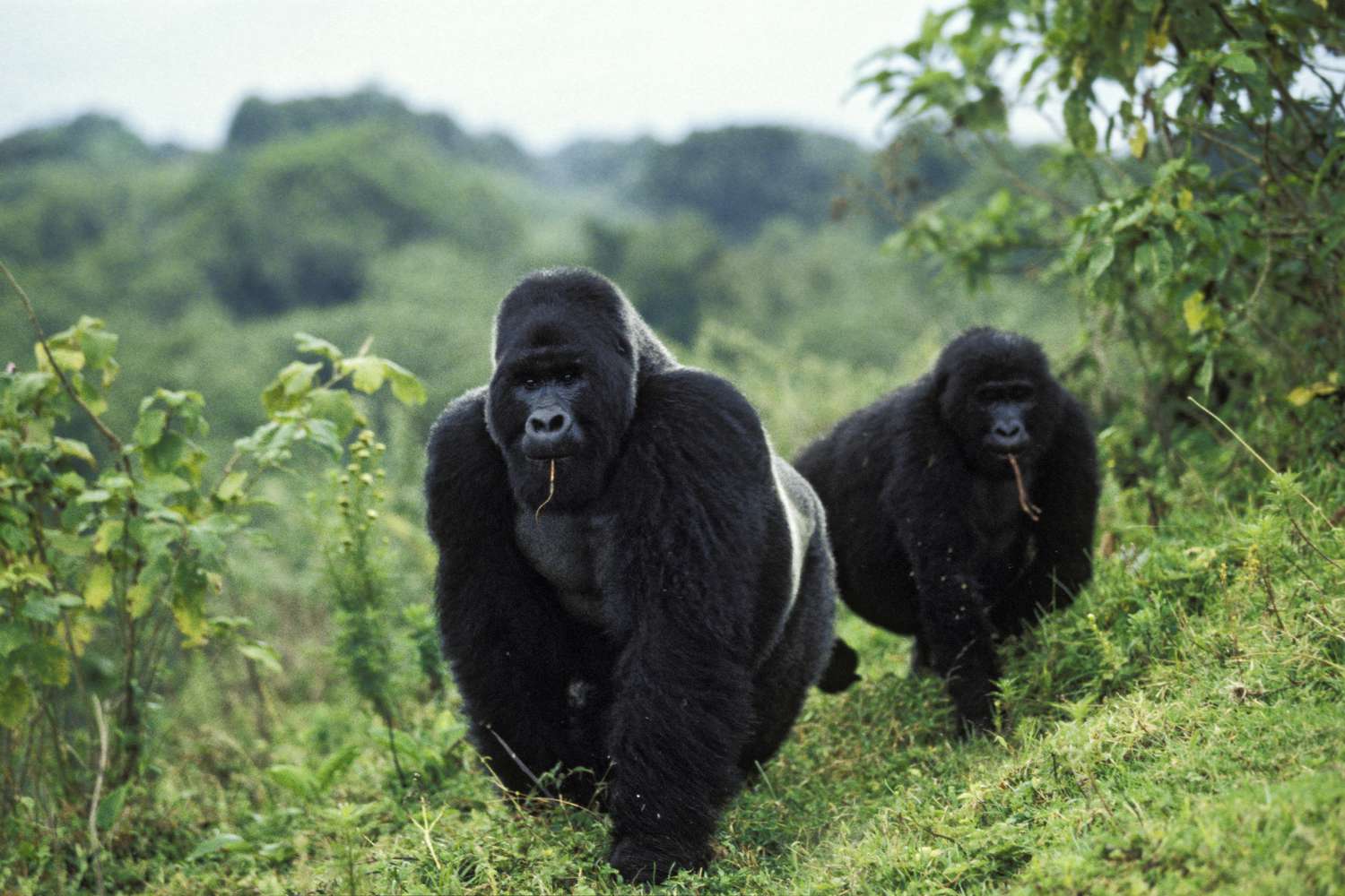 Congo Gorilla Trekking