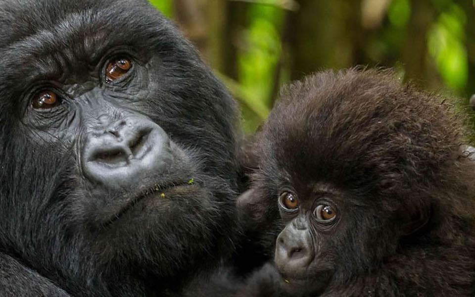 Africa Gorilla Trekking