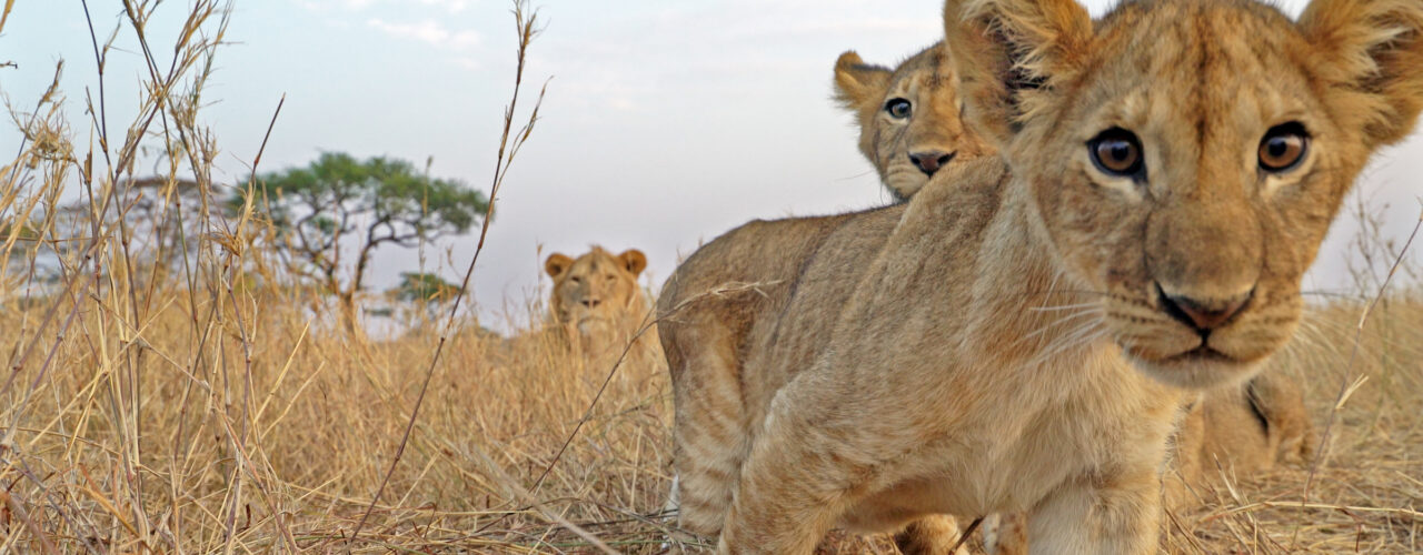 5-Day Tanzania Private Safari