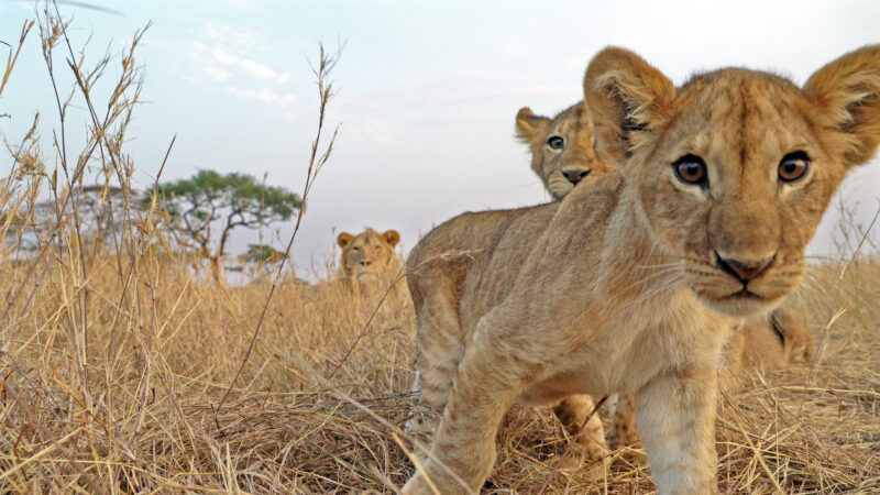 5-Day Tanzania Private Safari