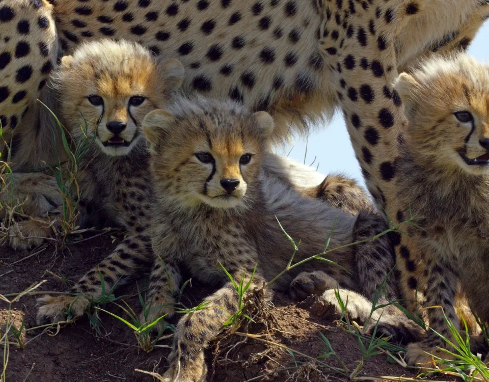 11-Day Tanzania Wildlife Safari