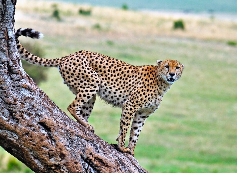 8-Day Tanzania Mid-Range Safari