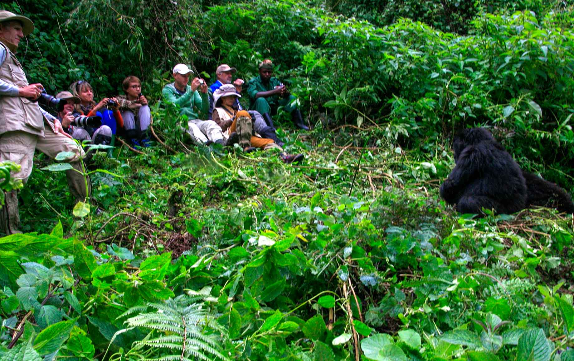 Africa Gorilla Trekking 