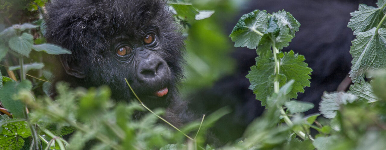 Rwanda Gorilla Habituation Experience