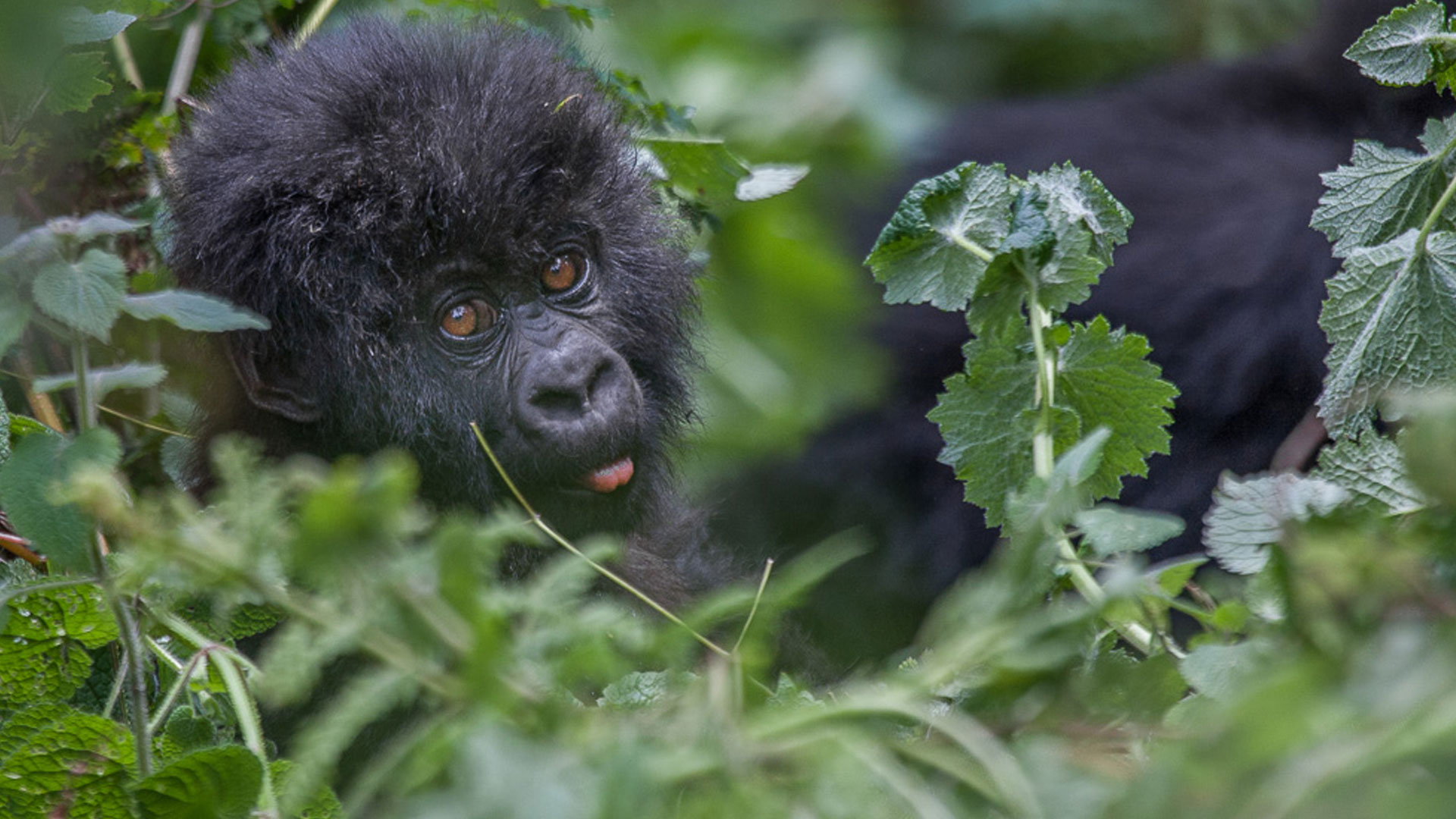 Congo Gorilla Trekking