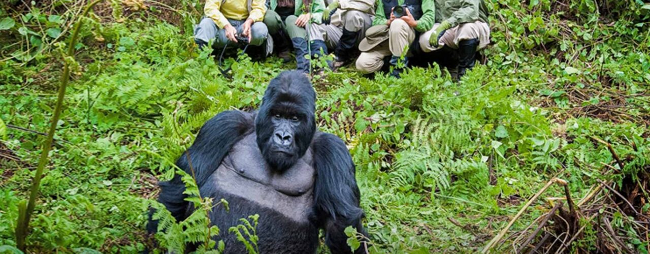 3-Day Rwanda Gorilla Safari