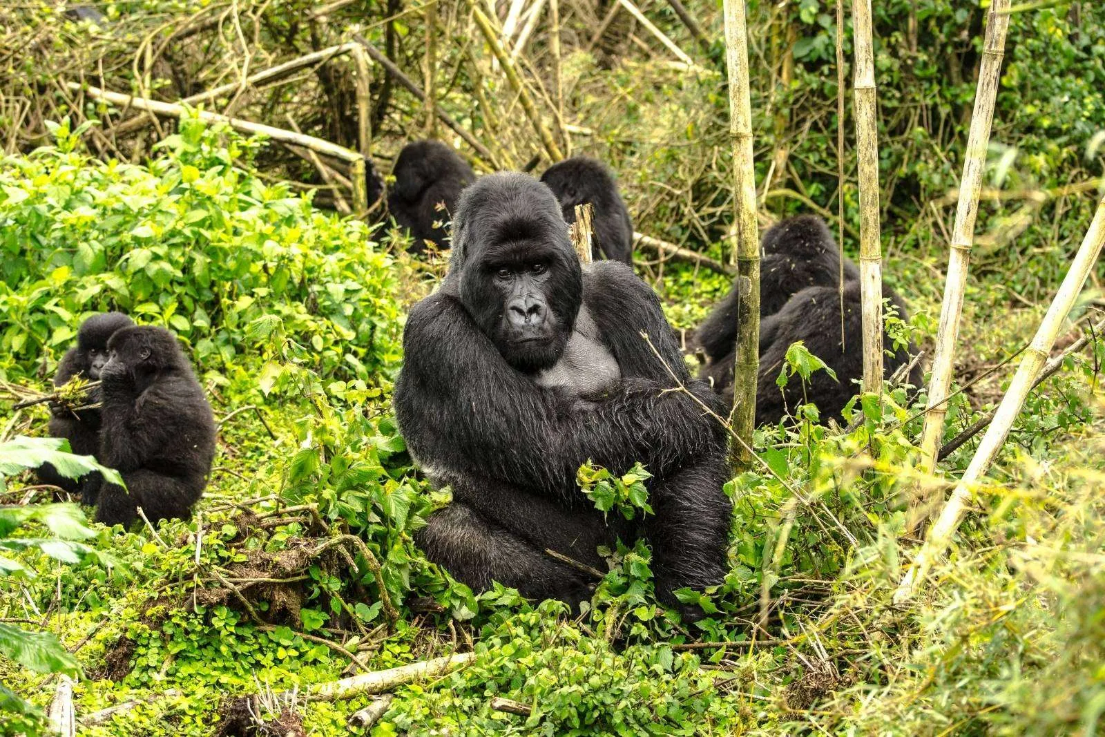 Africa Gorilla Trekking 