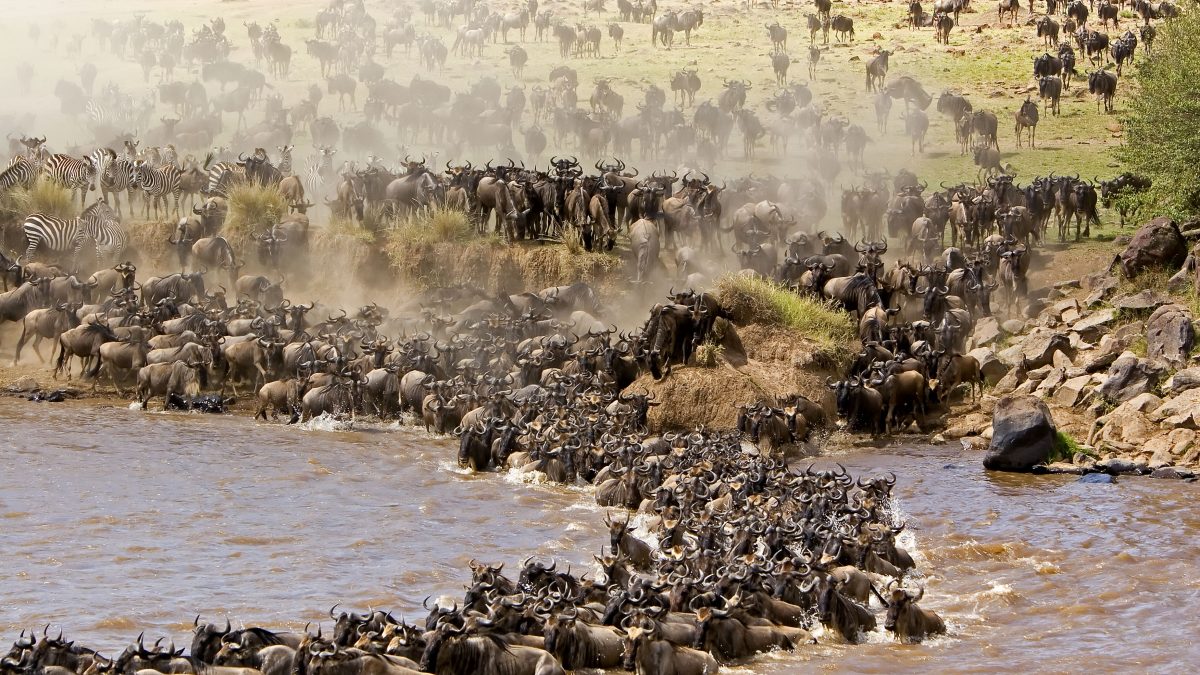 10-Day Tanzania Wildlife Safari