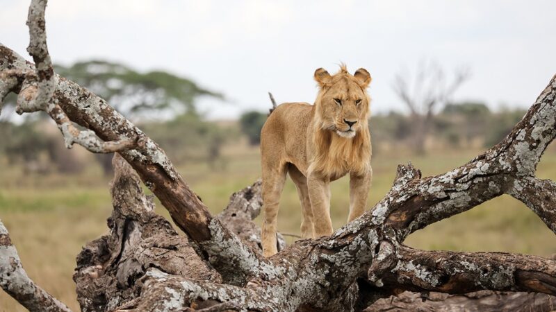 6-Day Tanzania Budget Safari