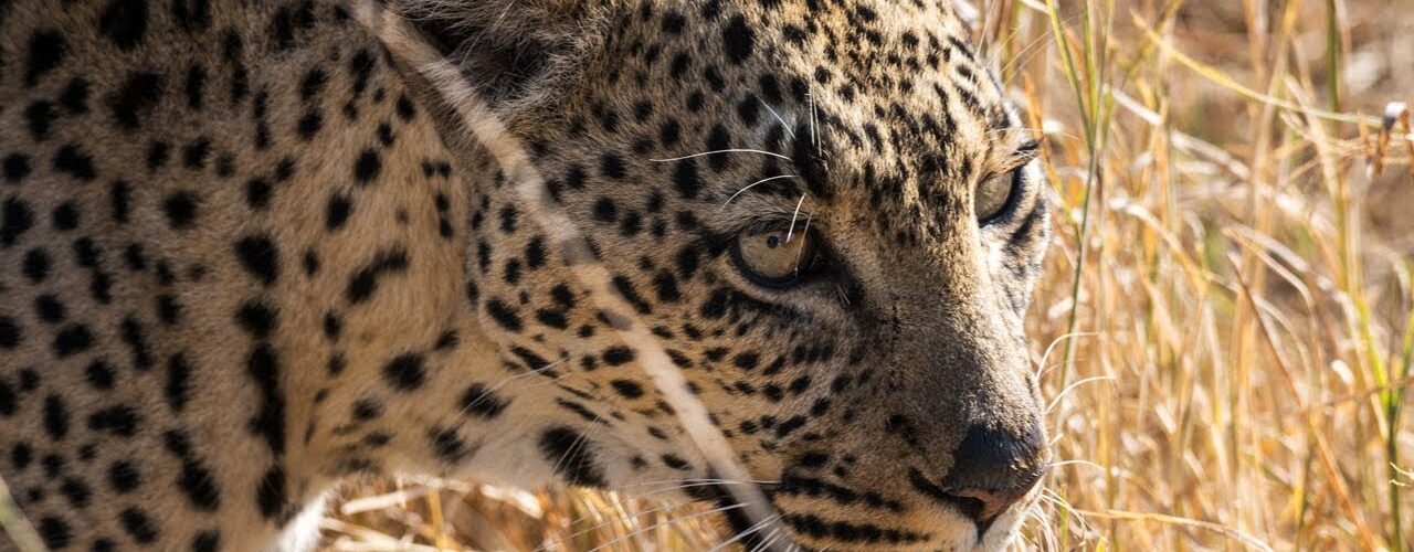 8-Day Tanzania Wildlife Safari