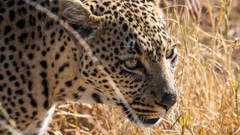 8-Day Tanzania Wildlife Safari