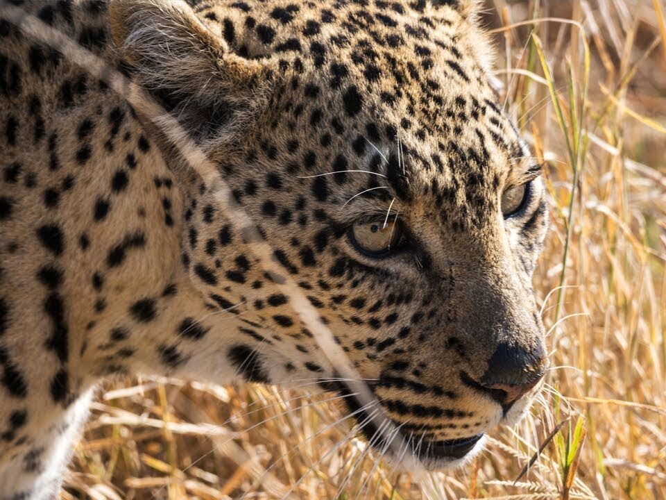 8-Day Tanzania Wildlife Safari