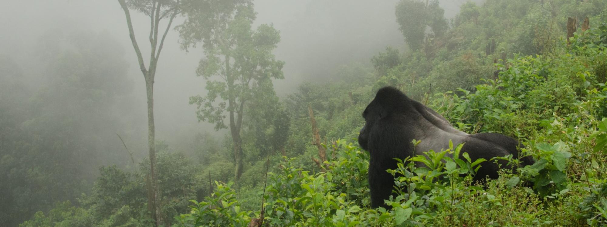 Gorilla Trekking in Uganda