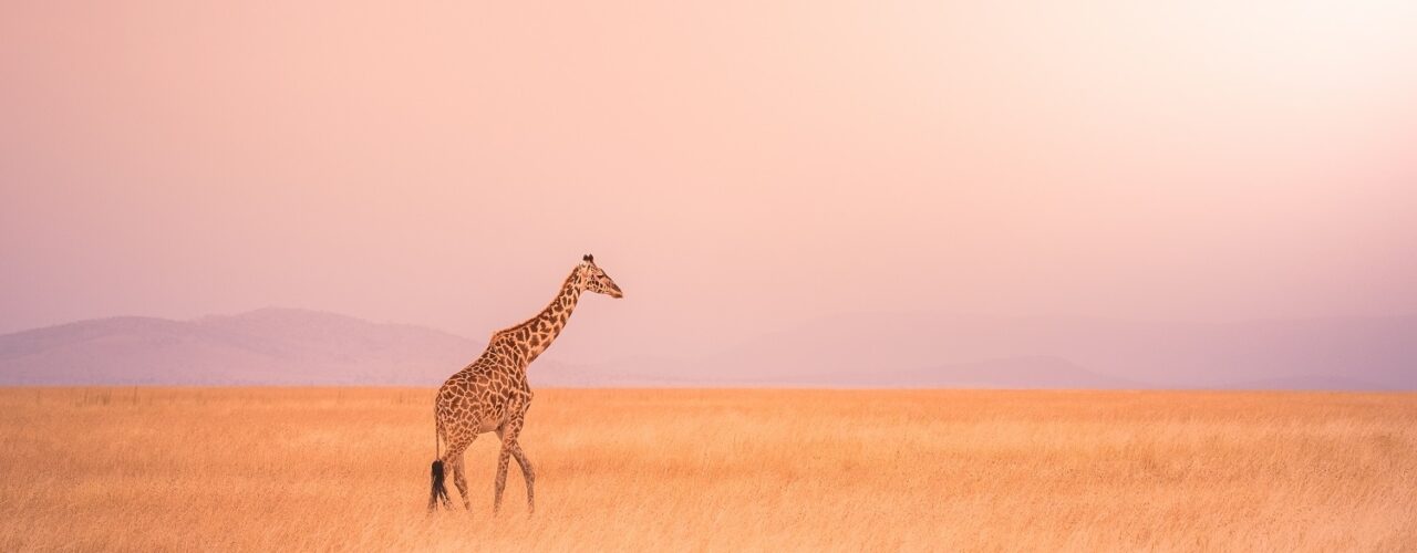 7-Day Kenya Wildlife Safari