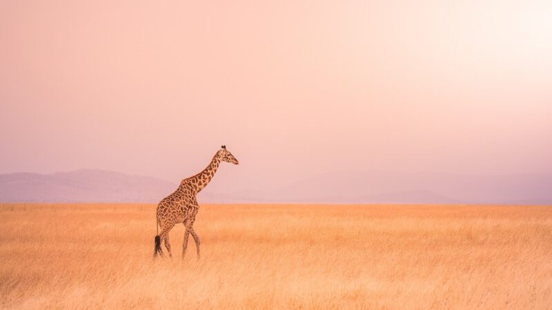 7-Day Kenya Wildlife Safari