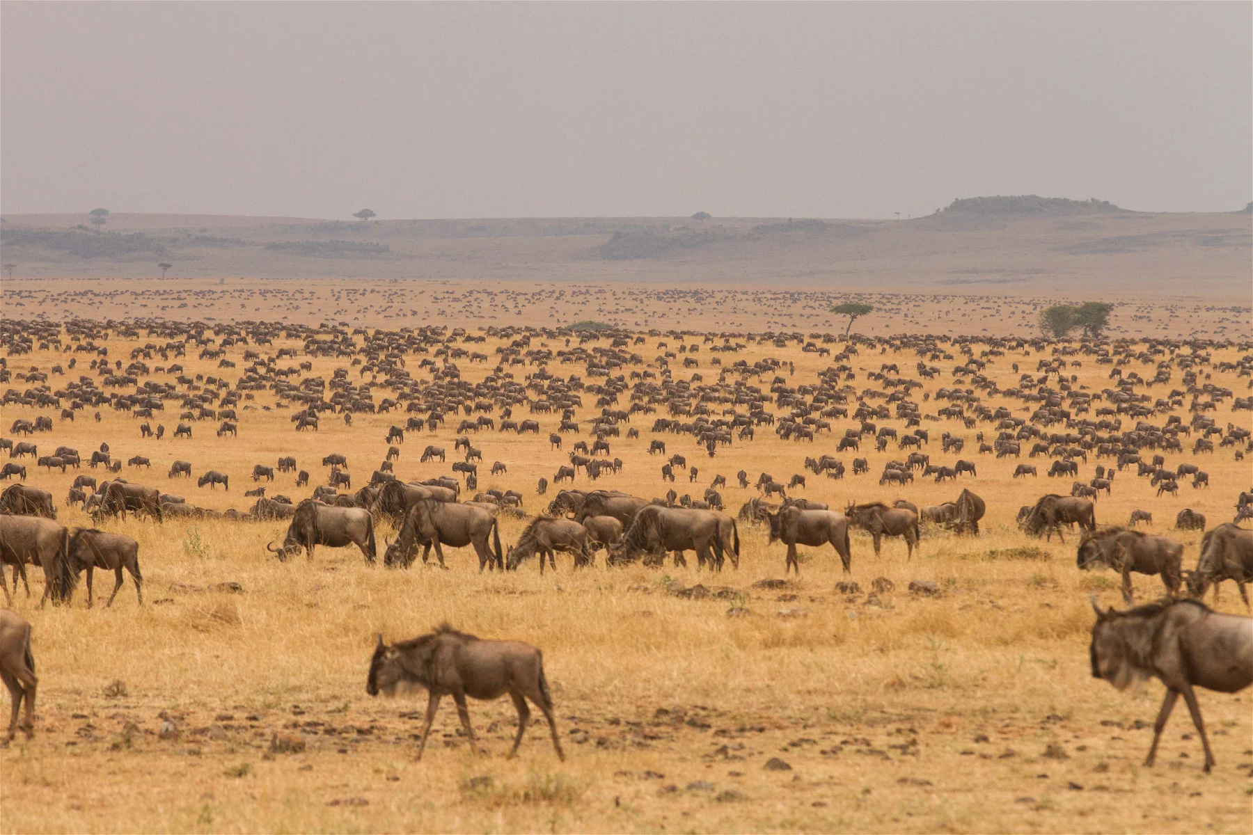 9-Day Tanzania Wildlife Safari