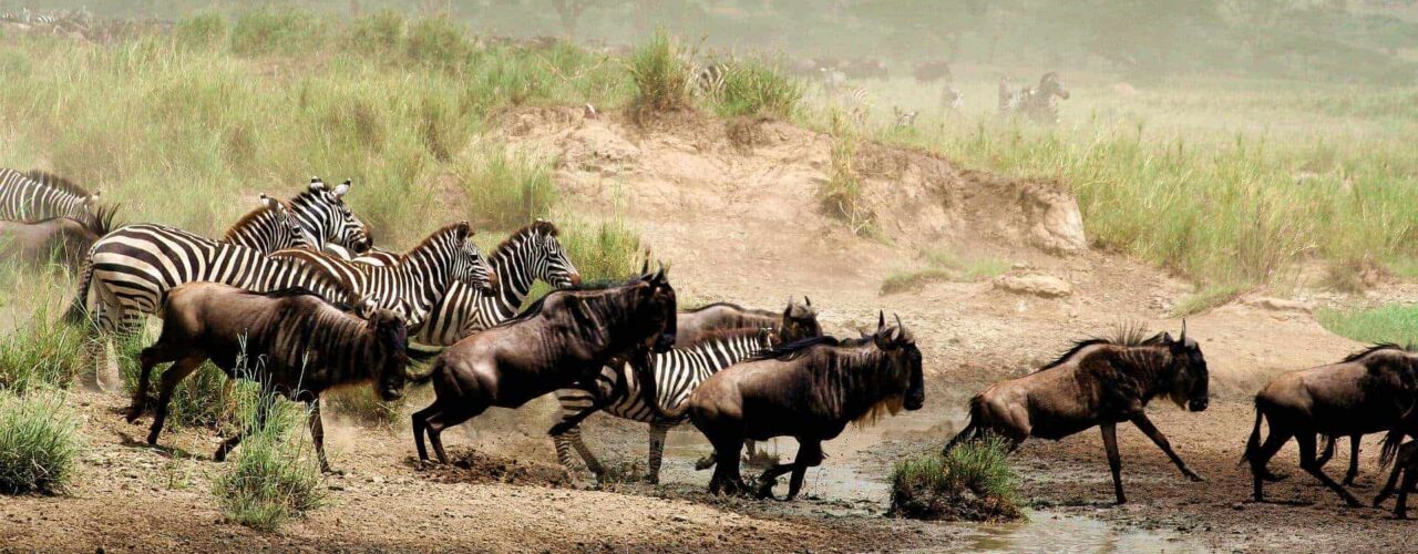 12-Day Tanzania Wildlife Safari