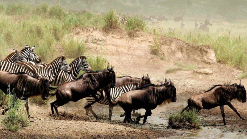 12-Day Tanzania Wildlife Safari