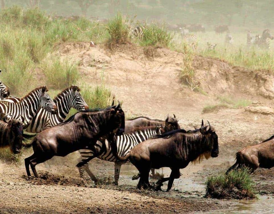 12-Day Tanzania Wildlife Safari