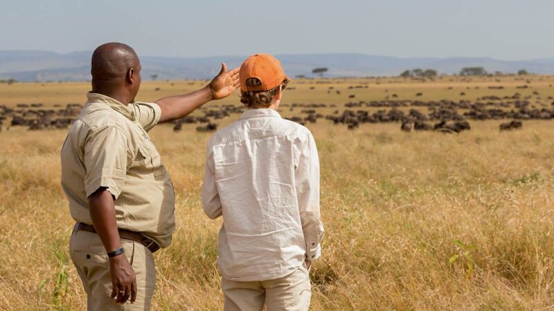 Africa Wildlife Safaris