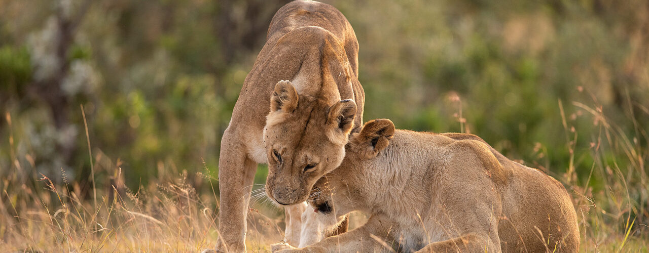 5-Day Best Tanzania Big5 Safari