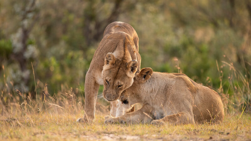 5-Day Best Tanzania Big5 Safari