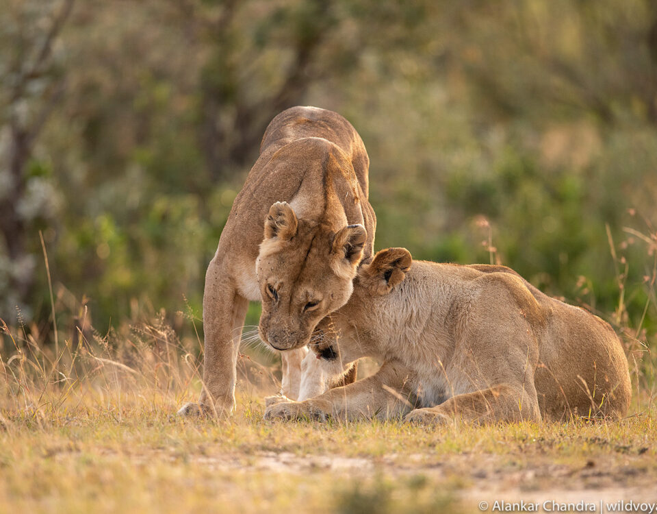 5-Day Best Tanzania Big5 Safari