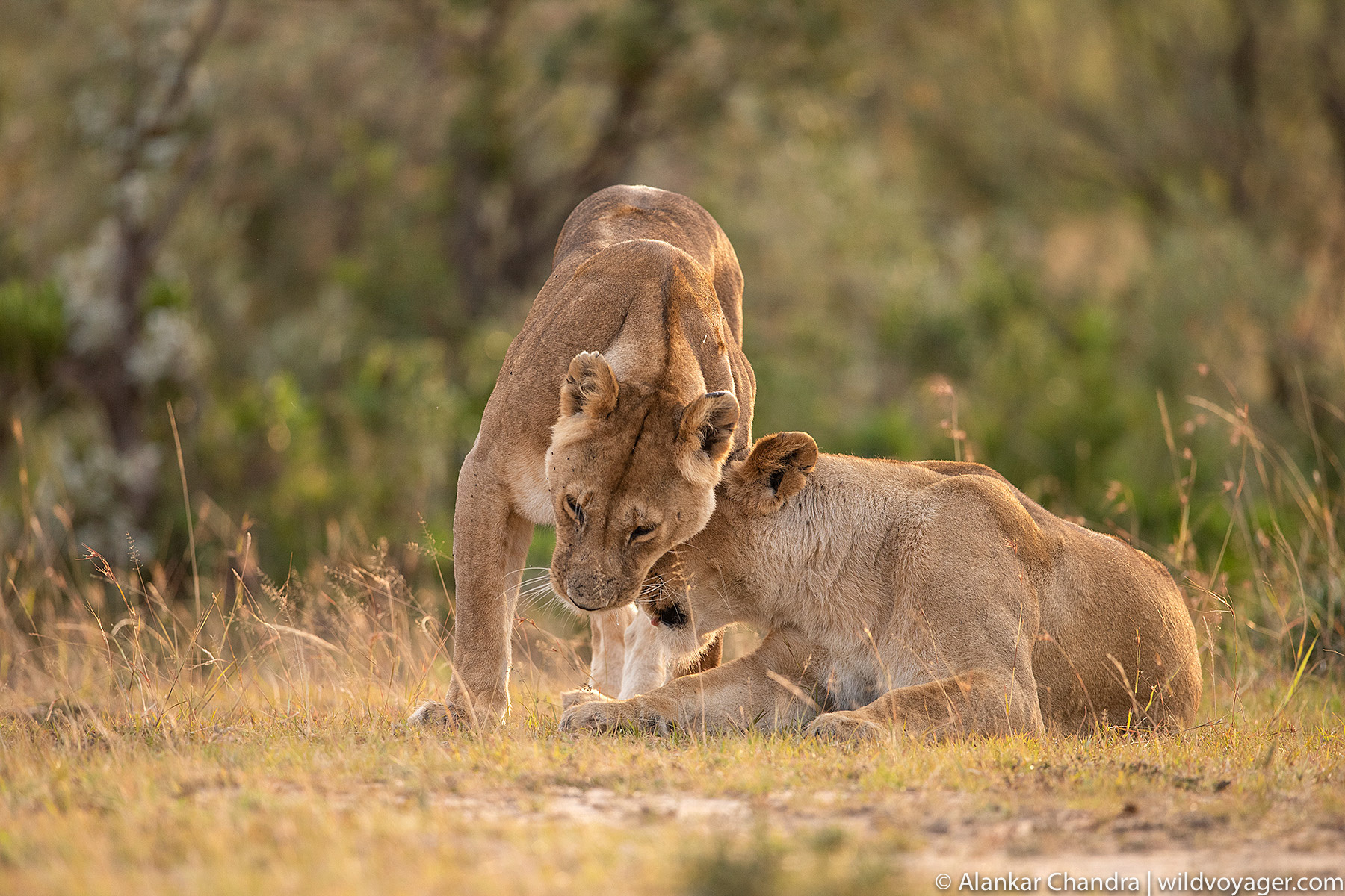 10-Day Classic Rwanda Safari