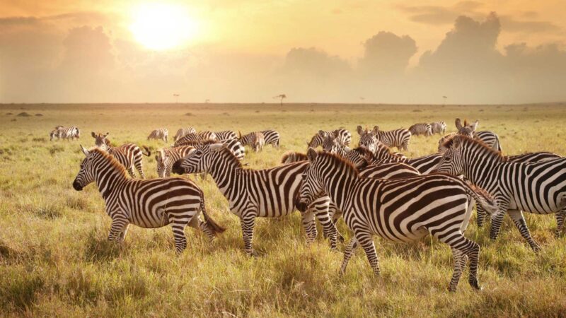 10-Day Best Tanzania Safari