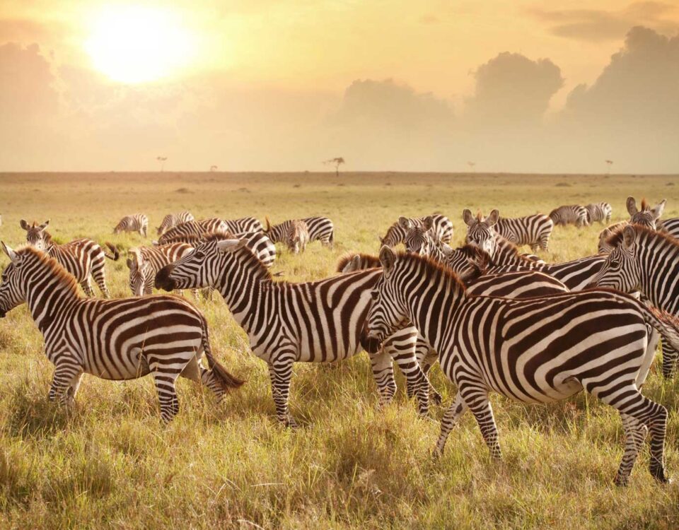 10-Day Best Tanzania Safari