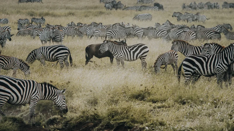 9-Day Tanzania Adventure Safari