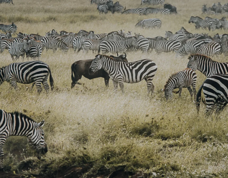 9-Day Tanzania Adventure Safari