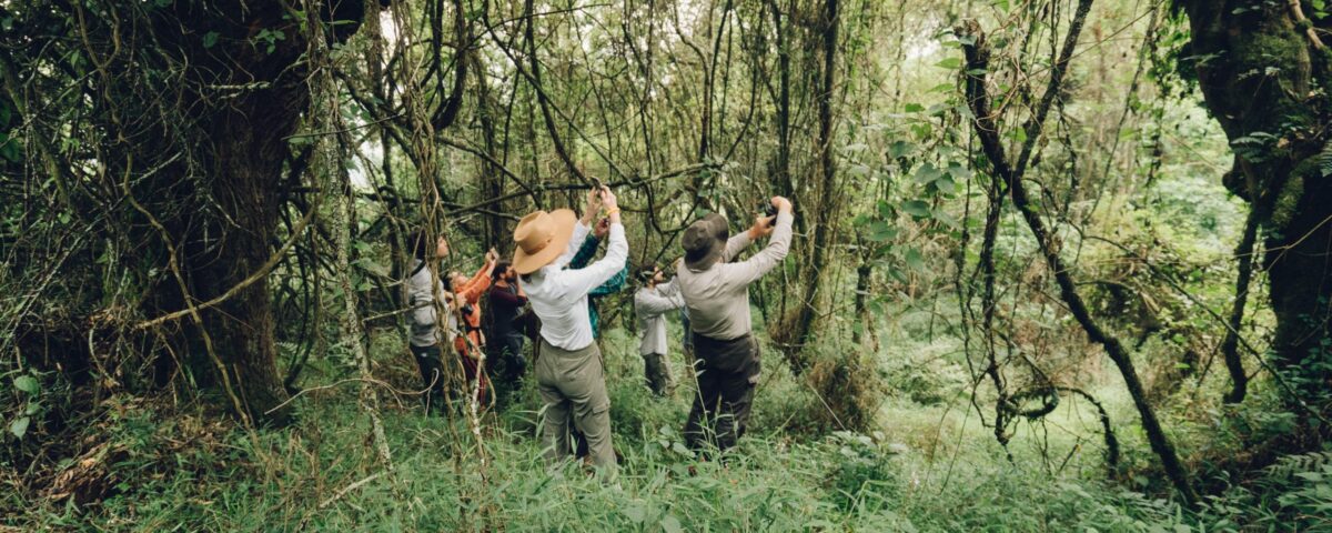 How Difficult is Gorilla Trekking in Uganda