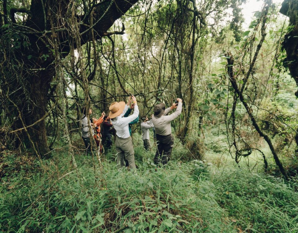 How Difficult is Gorilla Trekking in Uganda