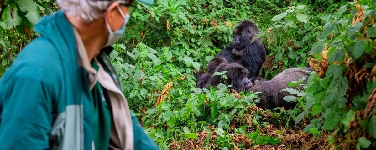 Is Uganda Better Than Rwanda for Gorilla Trekking