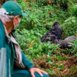 Is Uganda Better Than Rwanda for Gorilla Trekking