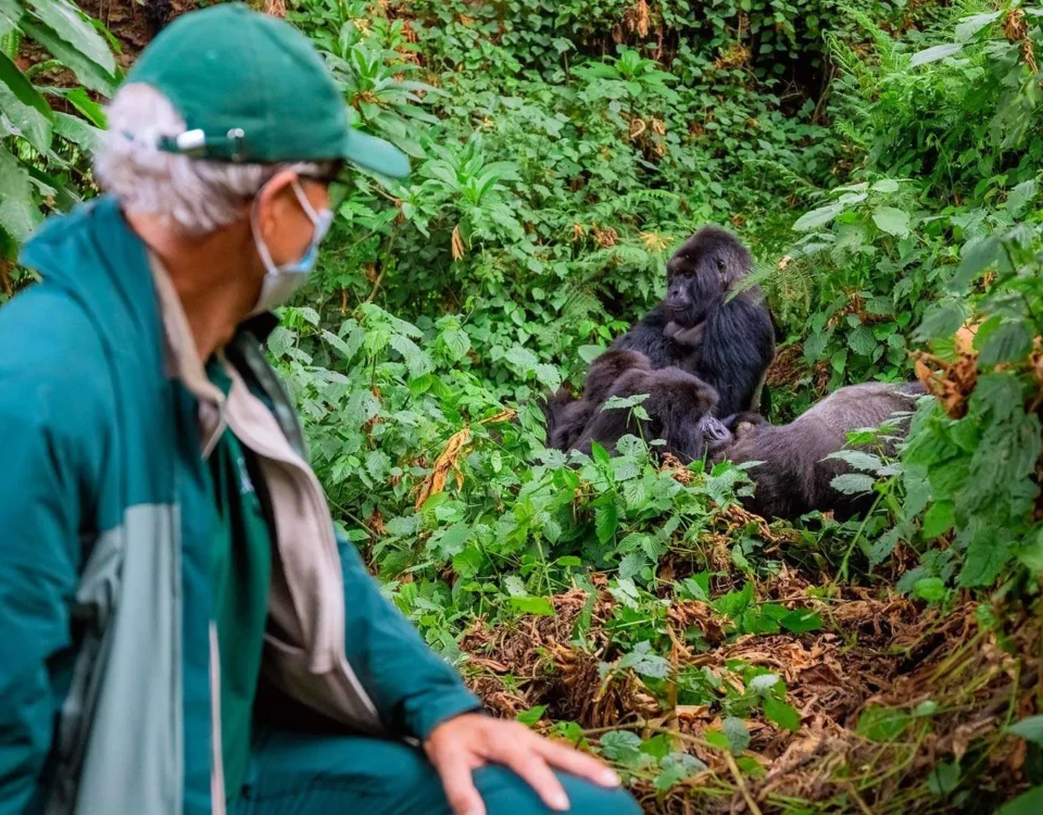 Is Uganda Better Than Rwanda for Gorilla Trekking