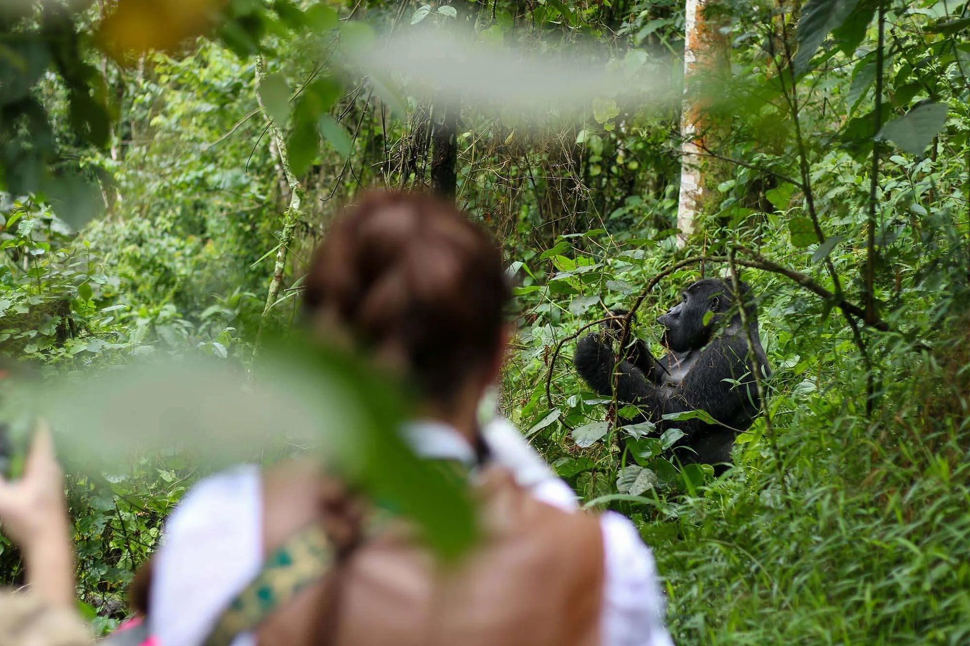 How Difficult is Gorilla Trekking in Uganda