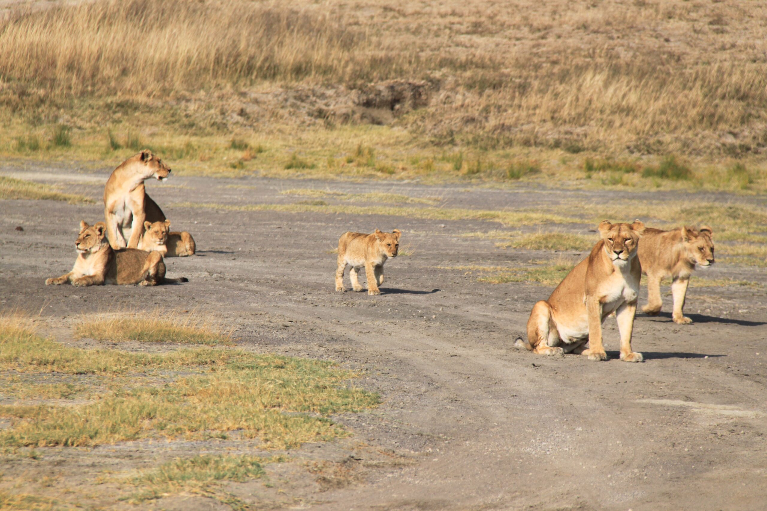 10-Day Best Tanzania Safari