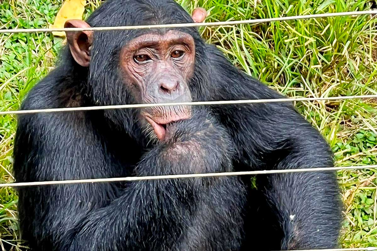 Ngamba Island Chimpanzee Tracking