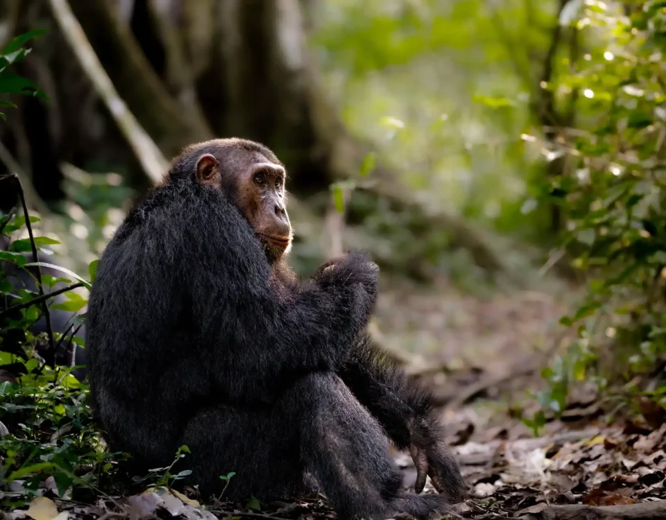 Ngamba Island Chimpanzee Tracking