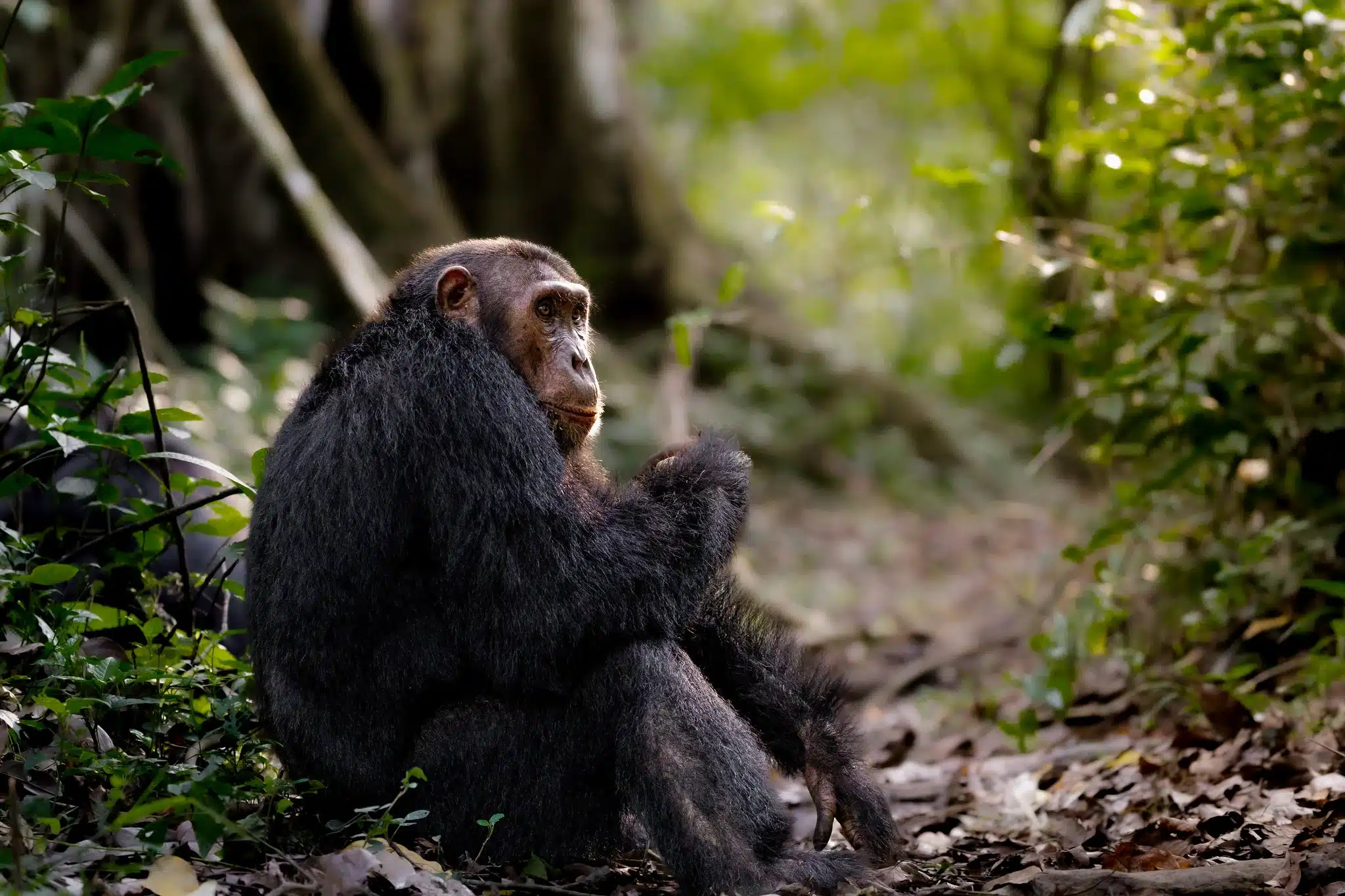 Ngamba Island Chimpanzee Tracking