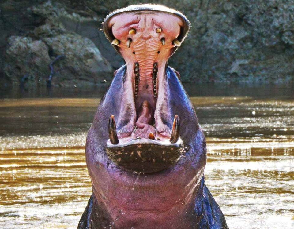 Hippopotamus - Jackal Wild Adventures