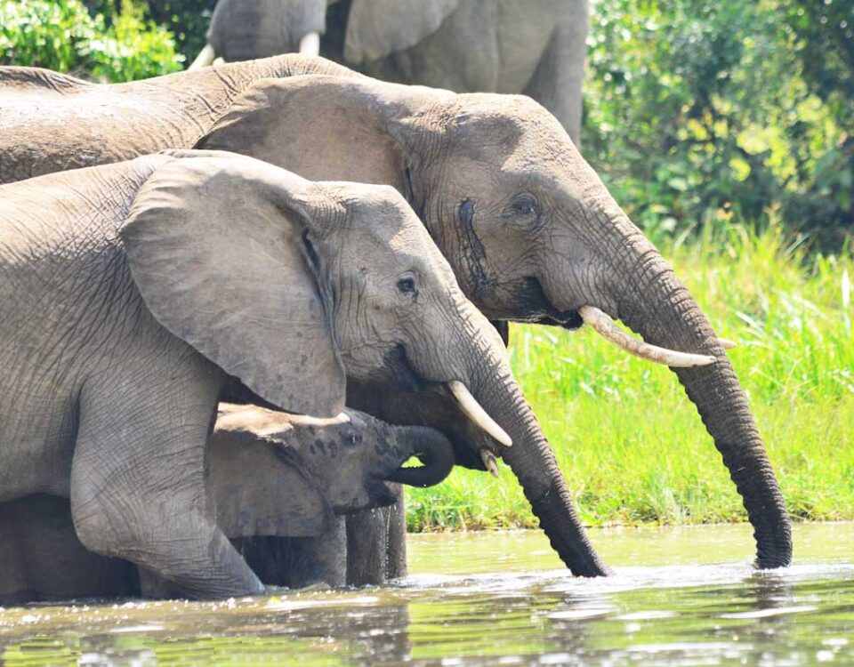 Elephants - Jackal Wild Adventures