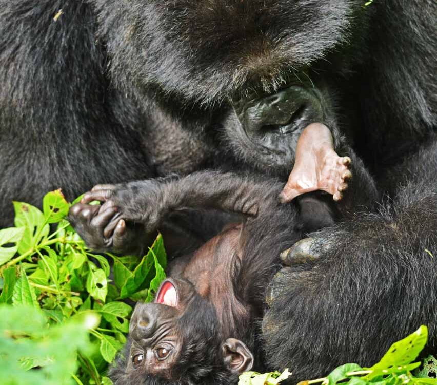 Gorilla kid - Jackal Wild Adventures