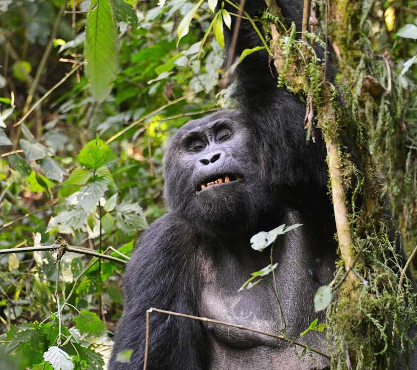 Bwindi Gorilla - Jackal Adventures